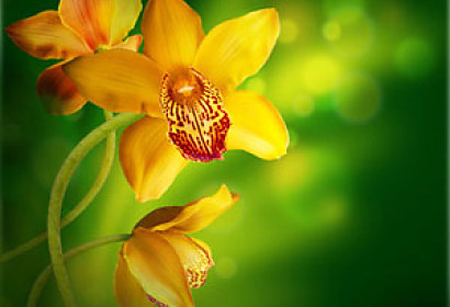 Fototapeta - Žltá orchidea 4679